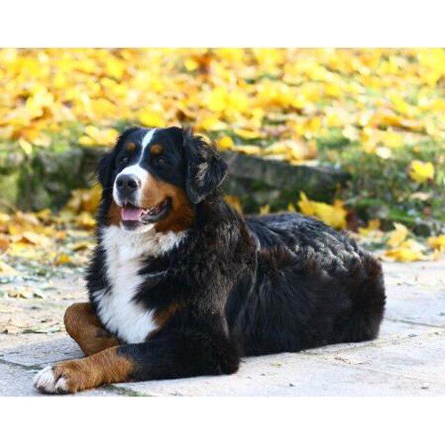 DIY 5D Diamond Painting Full Round Drill Dog Animals Diamond Embroidery Mosaic Rhinestone Picture Cross Stitch Kit Home Decor