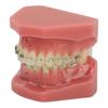 Dental  Demonstration Model Teeth Model with Metal Wires and  for Teaching Learning 