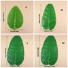 4pcs Multipurpose Banana Leaf Replicas Enhances Any Space with Tropicals Bendables and Practical Party Decoration