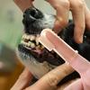 Cães – Cuidados de cães