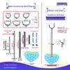 Adjustable Height Stand for BJD Dolls: Compatible with 6, 8, and 12 Scale Models