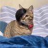 Adorable Cat Wig Featuring Center Part And Colorful Braids For Unique Pet Costumes
