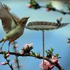 Garden Metal Bird Bath Stake for Patios and Garden Featuring a Unique Bird Ornaments Bird Feeding Bowl