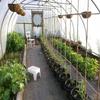 Tunel Foliowy Ogrodowy Szklarnia Foliak Uv4 4,5X2M 10M² Wielosezonowy Mocny