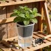 Self Watering Plant Pots Mini Translucent Plastic Planters Plant Propagation Pot with Reservoir for Seedlings Cuttings