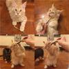Customer Favorite 120Pcs Natural Silvervine Sticks For Catnip Sticks Matatabi Chew Sticks Teeth Molar Chew Toys For Cat Teeth