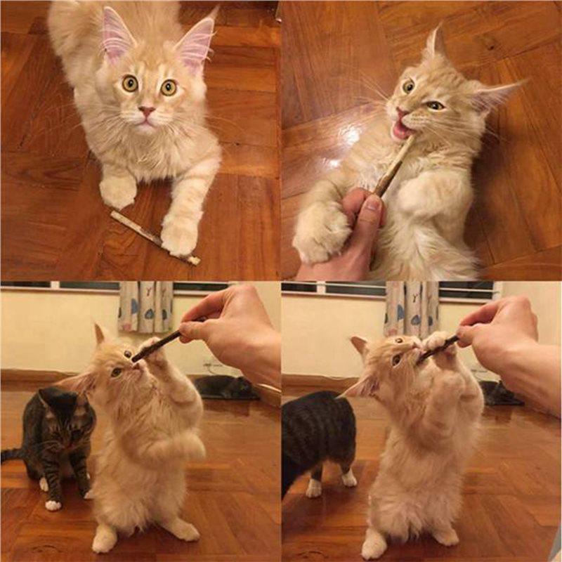 Customer Favorite 120Pcs Natural Silvervine Sticks For Catnip Sticks Matatabi Chew Sticks Teeth Molar Chew Toys For Cat Teeth