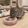 Cute Pet Feeding Tray Ceramic Pet Feeding Bowl Creative Hamster Mushroom Food Bowl  Decorative