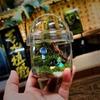 Micro Landscape Moss Glass Bottles Small Glass  Ecological Bottle Green Plant Glass Terrarium Fun Plant Container Desktop Decor