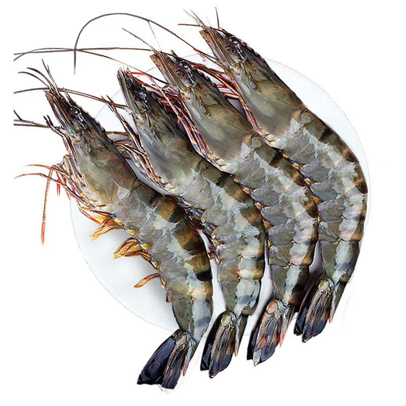 Premium Fresh Frozen Black Tiger Shrimp