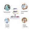 Anatomical Lumbar Disc Herniation Demonstration Model Human Spine School Training Supplies