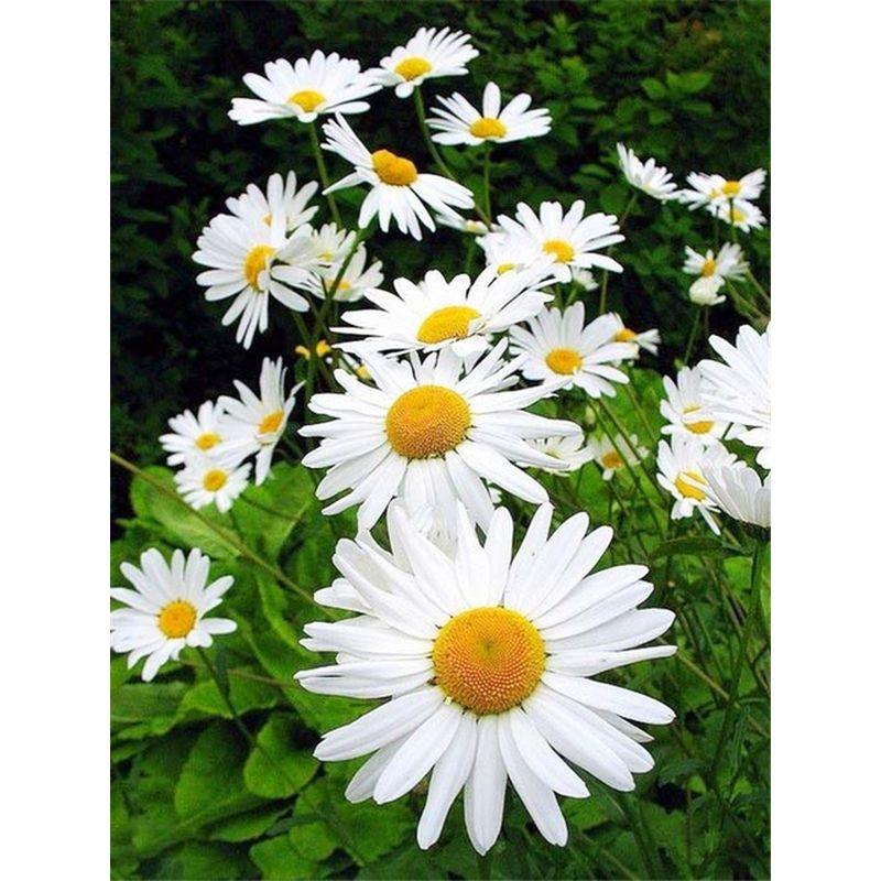 5d Full Diamond Painting Daisy Landscape Diamond Mosaic Embroidery Flowers Crafts Rhinestone Pictures Home Decor