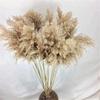 10/20Pcs Natural Real Dried Pampas Grass Bouquet Fluffy Feather Wedding Special Flower Ceremony Decoration Modern Home Decoration