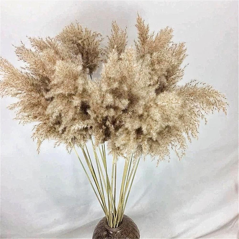 10/20Pcs Natural Real Dried Pampas Grass Bouquet Fluffy Feather Wedding Special Flower Ceremony Decoration Modern Home Decoration