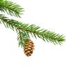 10 Seeds of Japanese Spruce (Picea Jezoensis)