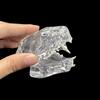 Educational Dog Tooth Model Transparent Dental Teaching Canine Animals Oral Tooth Jaw  Decoration