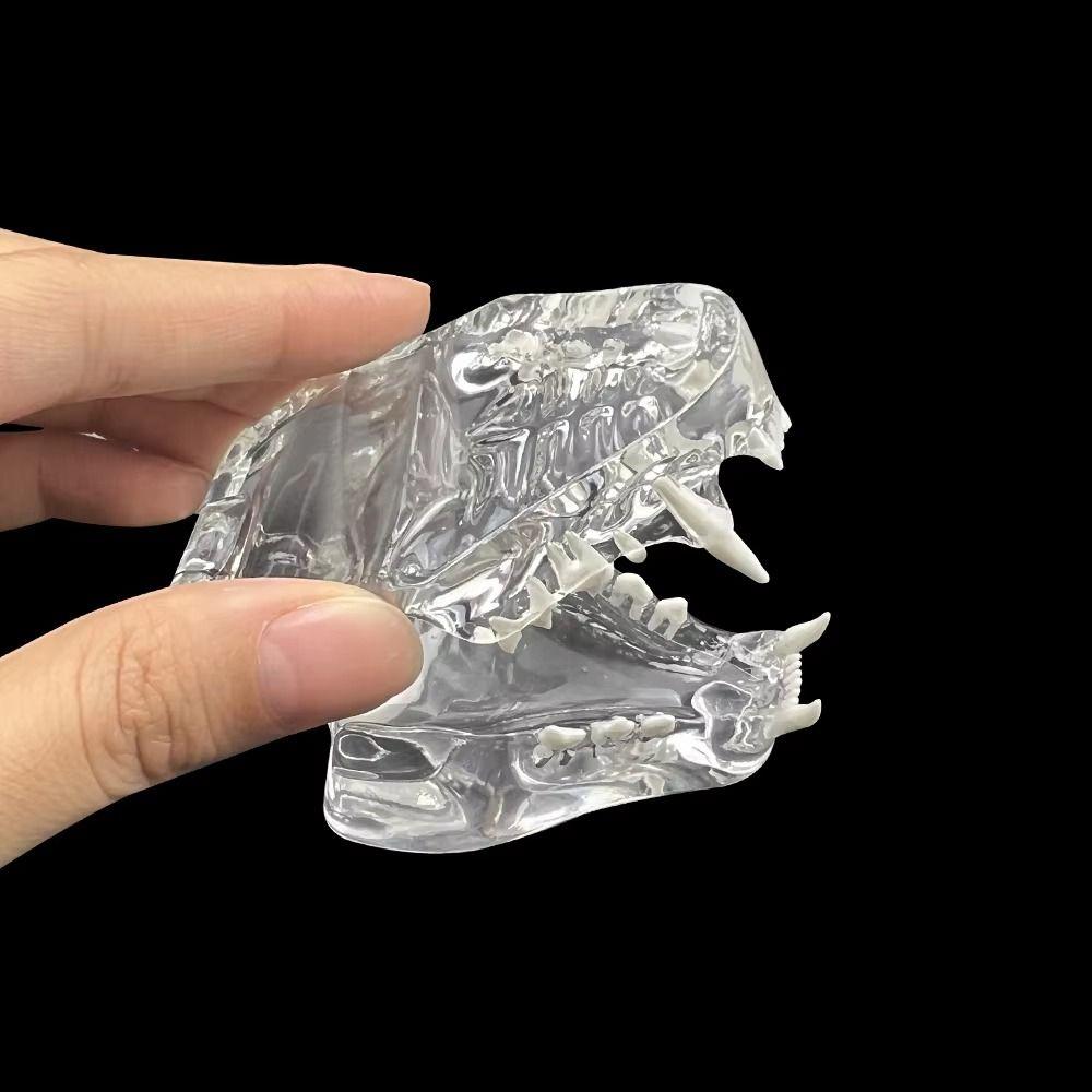 Educational Dog Tooth Model Transparent Dental Teaching Canine Animals Oral Tooth Jaw  Decoration