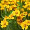 50 meksikanske estragonfrø (Lucida ringblomster) reproduserbare frø
