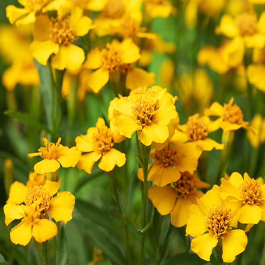 50 Mexican Tarragon Seeds (Lucida Marigolds) Reproducible Seeds