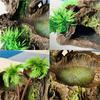 Reptile Food Feeding Bowl Water Dish Artificial Tree Trunk Moss Decor For Turtle Lizard Gecko Snake