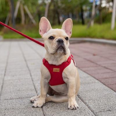 Psí X-typ semišový postroj s hrudním popruhem pro malého psa, středně velkého psa + sada vodítka, červený