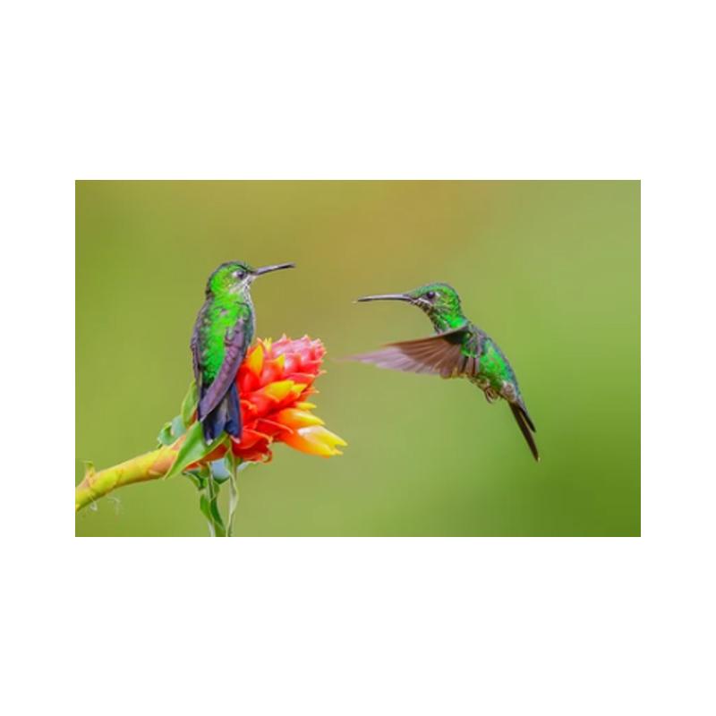 Hummingbirds Posters and Prints Canvas Painting Bird Animal Cuadros Wall Art Pictures for Living Room Modern Home Decor No Frame