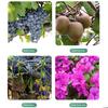 Plant Support Clips Reusable Plastic Garden Clips Tomato Vine Grape Flowers Vegetable Stems Secure Grip Retaining Clips