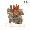 2D Heart Anatomy Acrylic Model - Educational And Decorative Teaching Tool For Home Office Classroom Clinic Medical Office