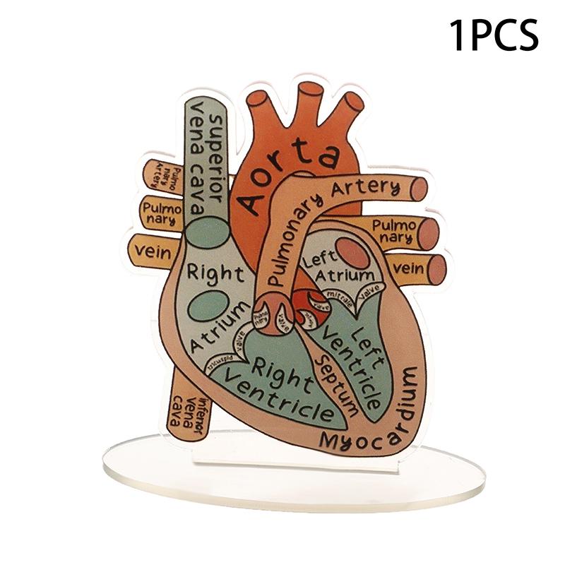 2D Heart Anatomy Acrylic Model - Educational And Decorative Teaching Tool For Home Office Classroom Clinic Medical Office
