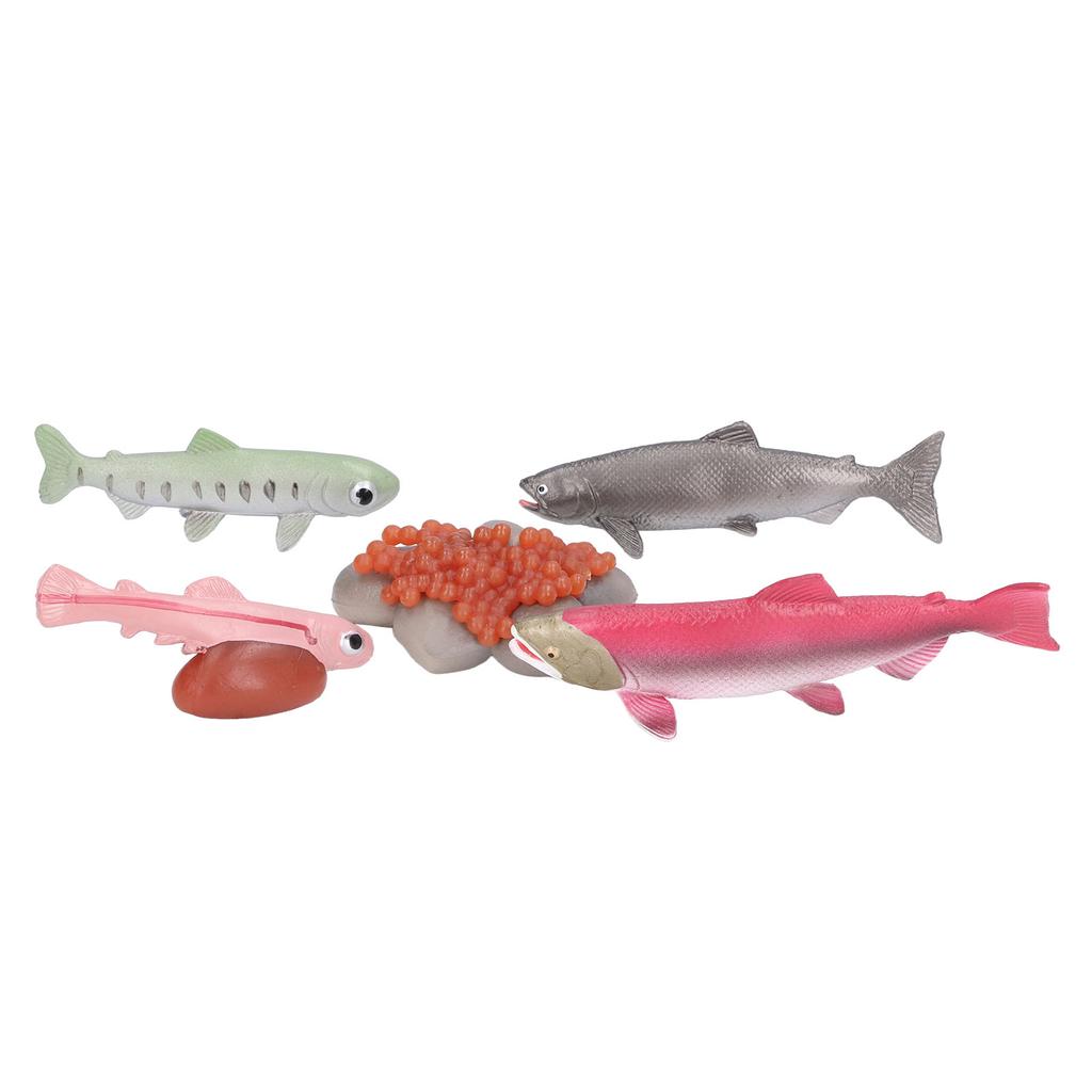 Growth Cycle Model Vinyl Material Safe Odorless Vivid Real Salmon Animal Life Cycle Model for Above