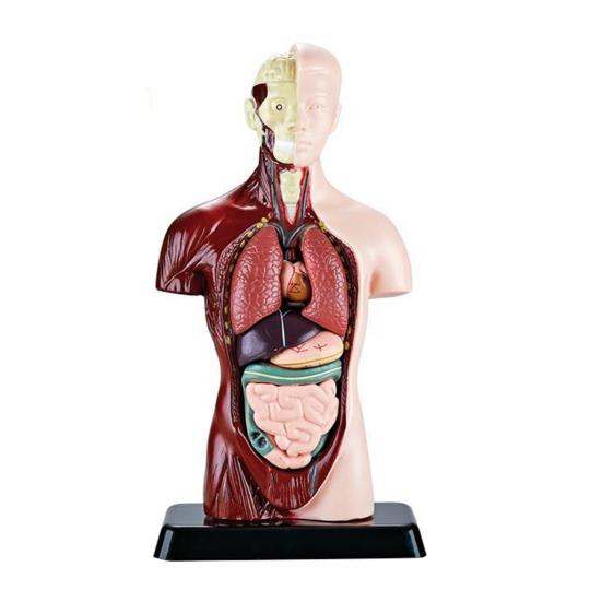 

3D Human Half Body Model with Removable Organs Human Torso Anatomy Model Classroom Medical Students Teaching Aid Body Structure Assembly STEM Toy A