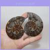 Elegant Pair Natural Ammonite Fossil Conch Specimen For Healing And Home Decor