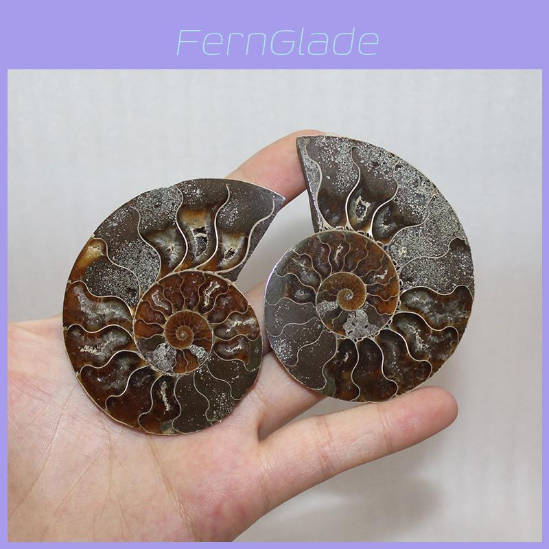 Elegant Pair Natural Ammonite Fossil Conch Specimen For Healing And Home Decor