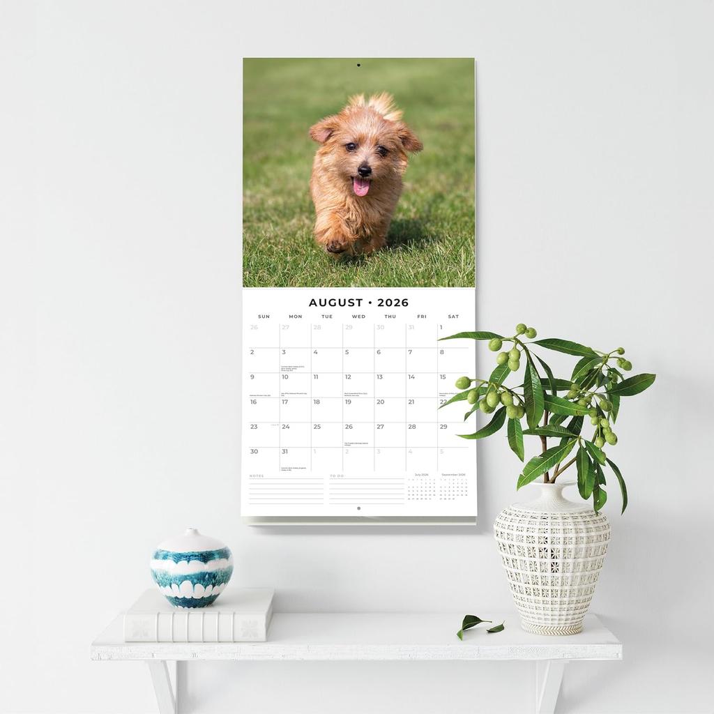 Red Robin 2026 Norwich & Norfolk Terriers Monthly Wall Calendar | 12" x 24" Open | Premium Thick & Sturdy Paper | Hangable 12 Month Calendar | Lined