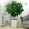 Peace Tree Indoor Potted Plant – Large Evergreen for Living Room, Happiness & Year-Round Greenery, Free Shipping.