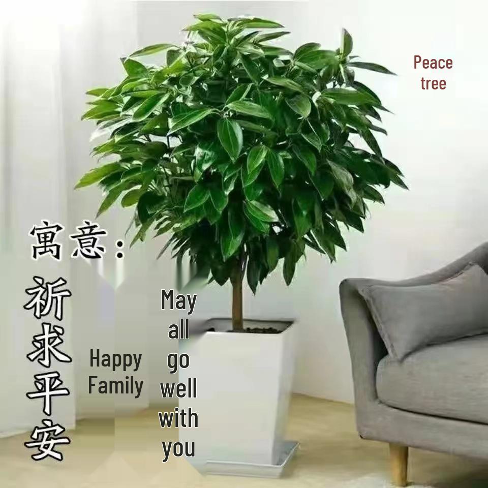 Peace Tree Indoor Potted Plant – Large Evergreen for Living Room, Happiness & Year-Round Greenery, Free Shipping.