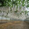 50/100Pcs White Mesh Fruit Protection Bag Durable PP/TPE Non-woven Fabric Covered Suitable for Vineyard and Home Garden Planting