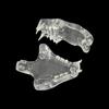 Transparent Dog Tooth Model Dog Cat Rabbit Dental Teaching Canine Cat Clear Typodont  Clinic