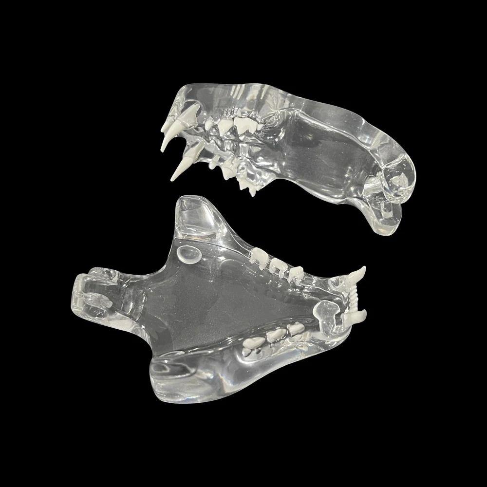 Transparent Dog Tooth Model Dog Cat Rabbit Dental Teaching Canine Cat Clear Typodont  Clinic