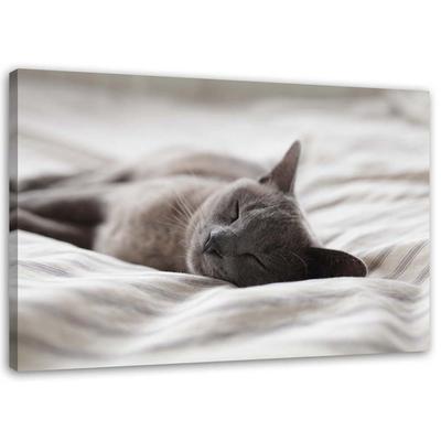 Canvas Print Cat Animals Grey