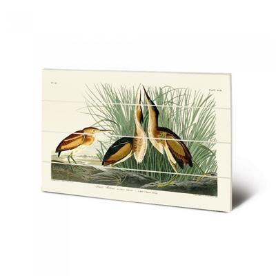 John James Audubon Least Bittern Kleine Holztafel