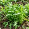 500 Rocket Seeds - SemiWild Permaculture