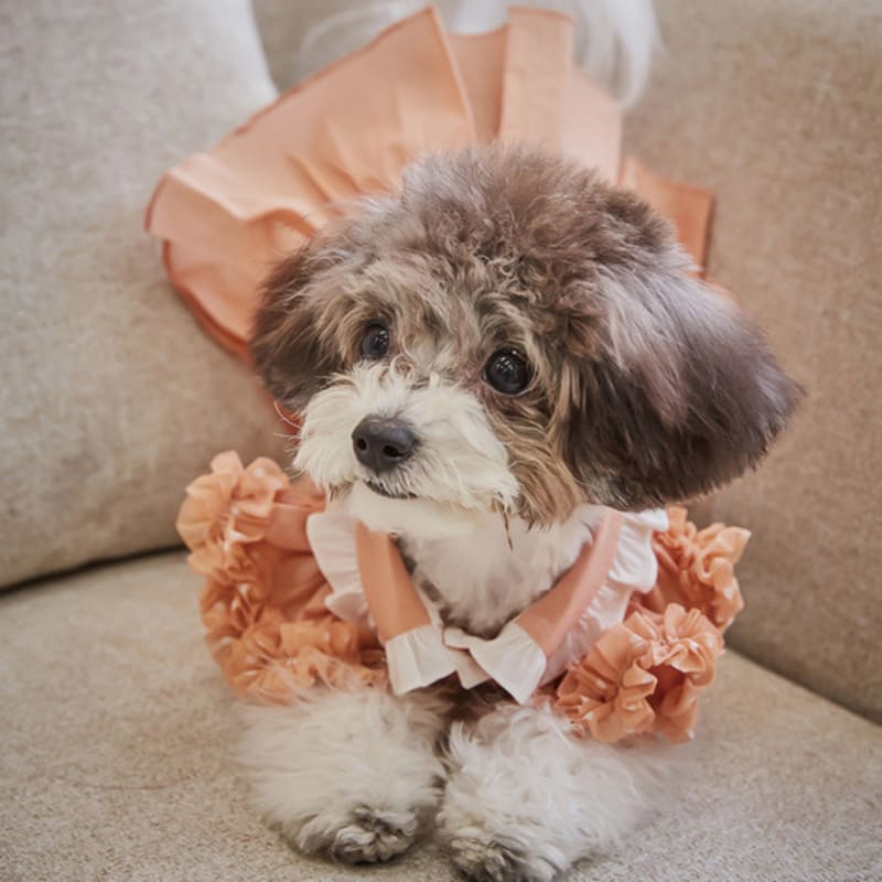 CAHIERS Ruffle Detail Apricot Dress