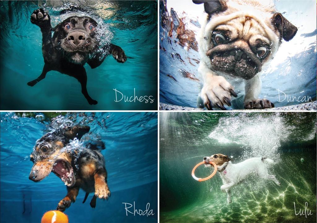 1000 Piece Jigsaw Puzzle Underwater Dog 4 Dog Breeds Seth Casteel