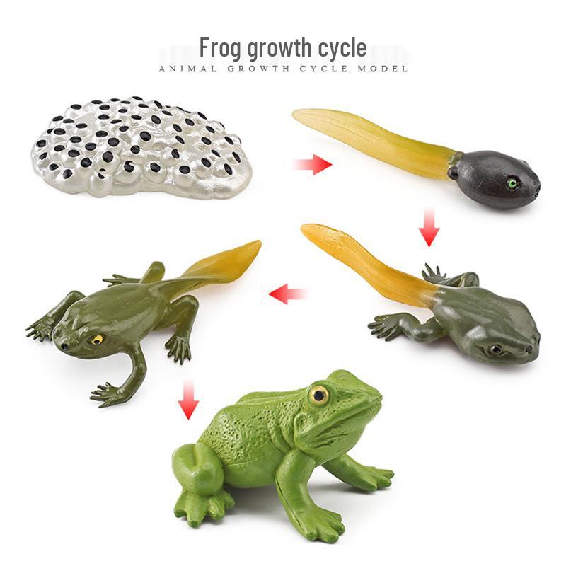 Animal Growth Cycle Models: Chicken, Duck, Goose, Butterfly, Turtle, Frog Montessori Teaching Figurines