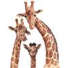 Cartoon Giraffe Family Wall Sticker Nakleyka for Kids Bedroom Nursery Bedroom Detskaya Entrance Hall Decor Decoration