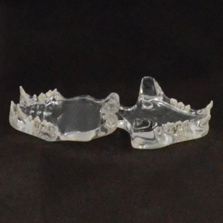 Transparent Cat Veterinary Oral Cavity Model 1:1 - Teaching Demonstration Simulation Mold