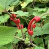 90° Plant Stem Training Clips for Low-Pressure Growth