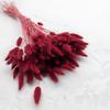 Dried Lagurus - Ovoid Fly - Burgundy