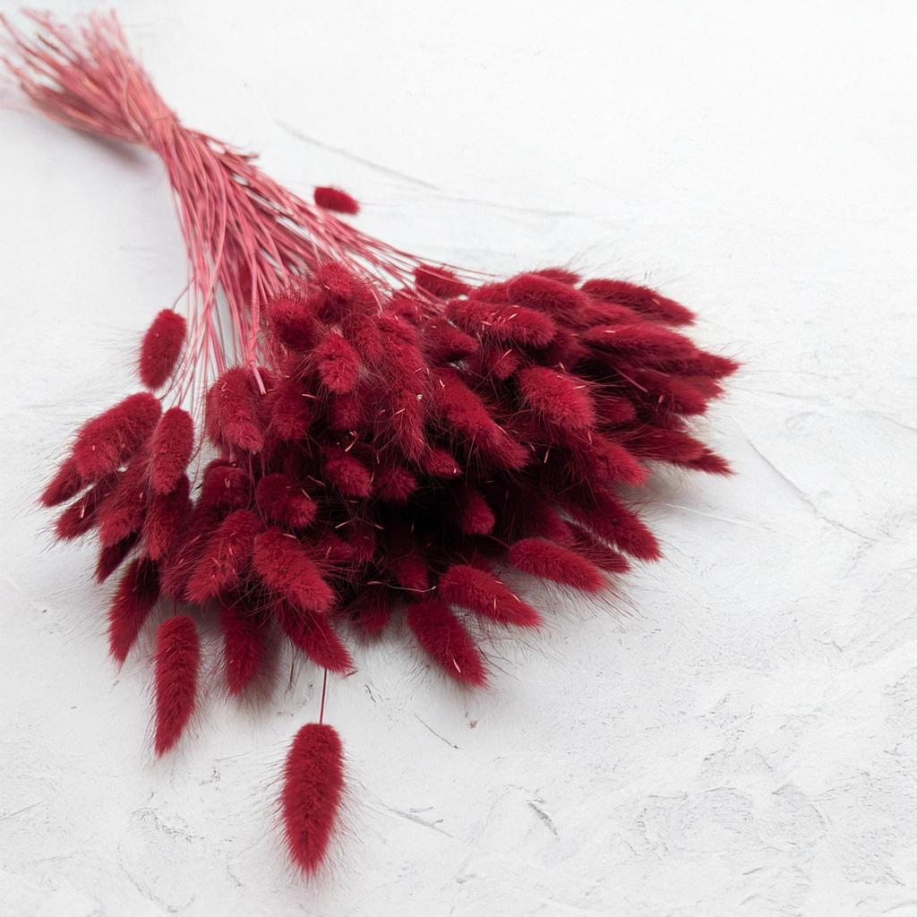 Dried Lagurus - Ovoid Fly - Burgundy